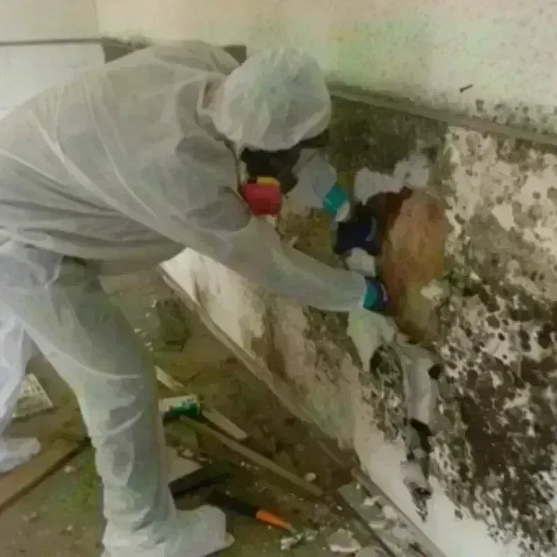 Mold Remediation and Removal in Dayton, OH